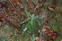 Cirsium arvense