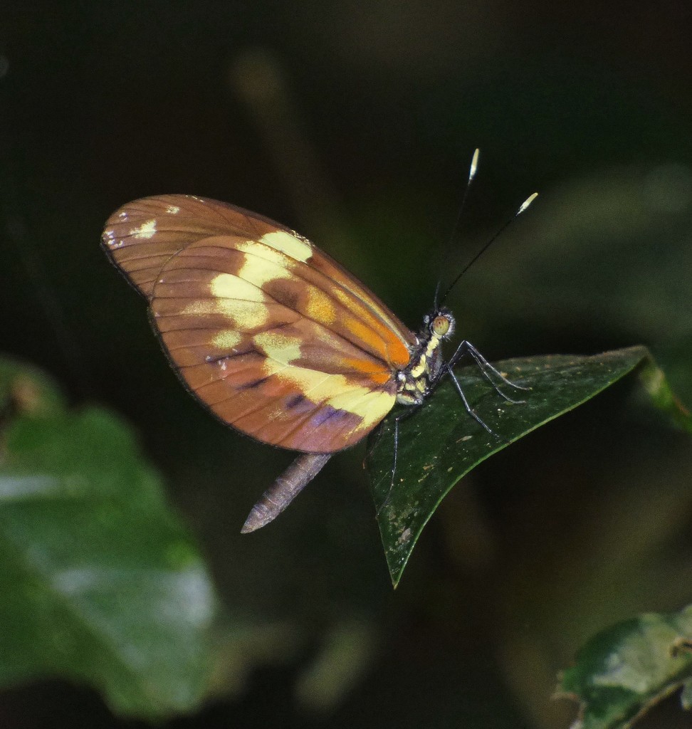 Tiger Mimic-White
