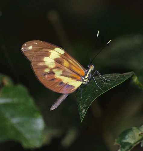Tiger Mimic-White
