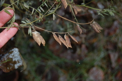 Vicia cracca