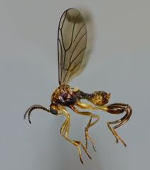 Canthyloscelis antennata