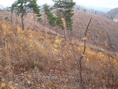 Pinus densiflora