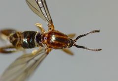 Canthyloscelis antennata
