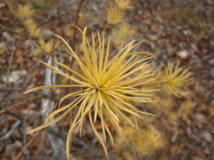Pinus densiflora