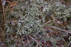 Vicia cracca