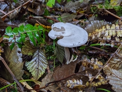 Clitocybe dilatata
