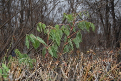 Acer negundo