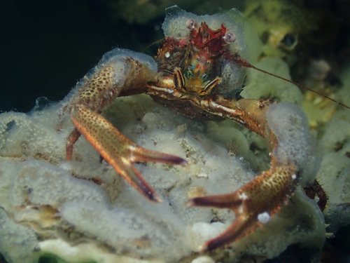 Black Squat Lobster, 4675 RB Sint Philipsland, Nederland, photo 6 of 10