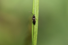 Microrhagus pygmaeus