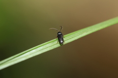 Microrhagus pygmaeus