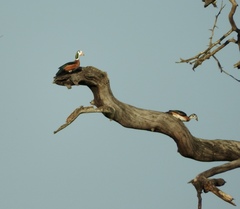 Nettapus auritus