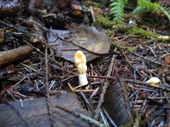 Trichoderma leucopus