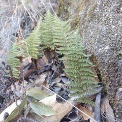 Myriopteris mexicana