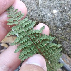 Myriopteris mexicana