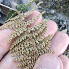 Myriopteris mexicana