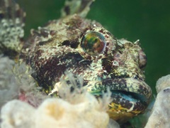 Taurulus bubalis