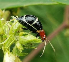 Gynandrobrotica