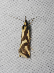 Epithymema incomposita