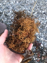 Macrocystis pyrifera