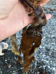 Macrocystis pyrifera