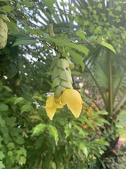 Gmelina philippensis