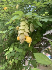 Gmelina philippensis