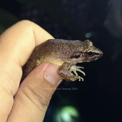 Limnonectes paramacrodon