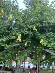 Gmelina philippensis