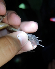 Limnonectes paramacrodon