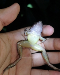 Limnonectes paramacrodon