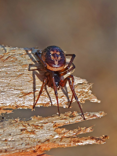 Noble Fettspinne