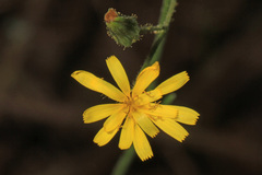 Pilosella piloselloides