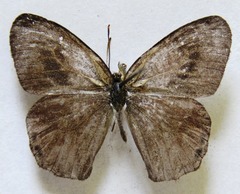Cyllopsis pephredo