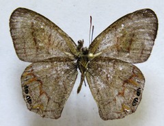 Cyllopsis pephredo