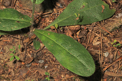 Pilosella piloselloides