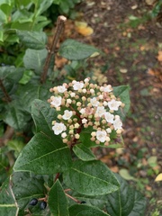 Viburnum