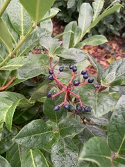 Viburnum