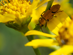 Ochraethes tomentosus