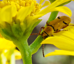 Ochraethes tomentosus
