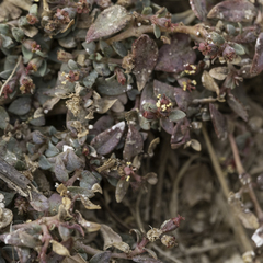 Euphorbia ocellata