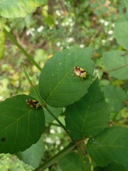 Elasmostethus atricornis