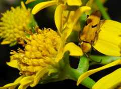 Ochraethes tomentosus