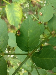 Elasmostethus atricornis