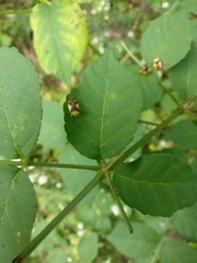 Elasmostethus atricornis