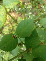 Elasmostethus atricornis