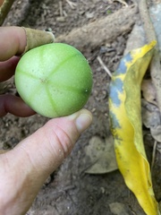 Passiflora laurifolia
