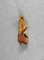 Epitymbia isoscelana