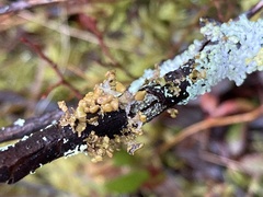 Tuckermanopsis sepincola