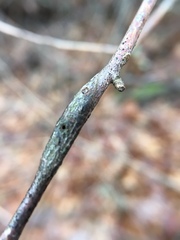 Neolasioptera linderae