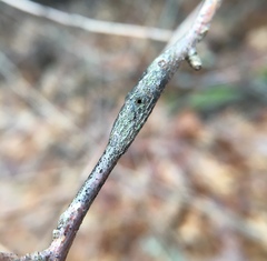 Neolasioptera linderae